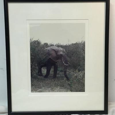 Elephant Original Photograph Framed WN7059 14.5