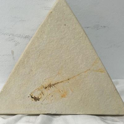 Fossil Fish Plaster Cast CW1005  https://www.ebay.com/itm/113297431529