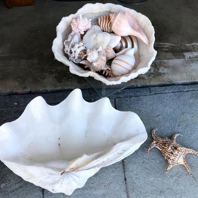 Giant White Clam Shell Tridacna Gigas Seashell
White lettuce ruffle coral
White Coral Bowl 