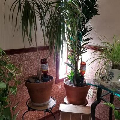 Live indoor plants 