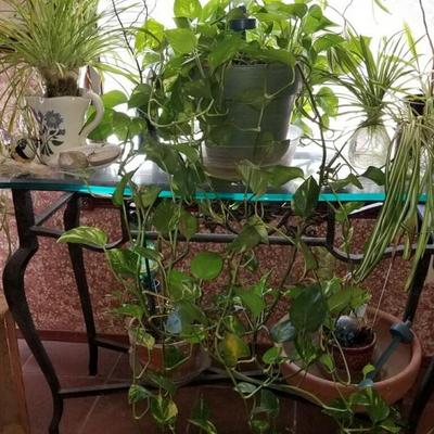 Plants - plus glass and iron sofa table 