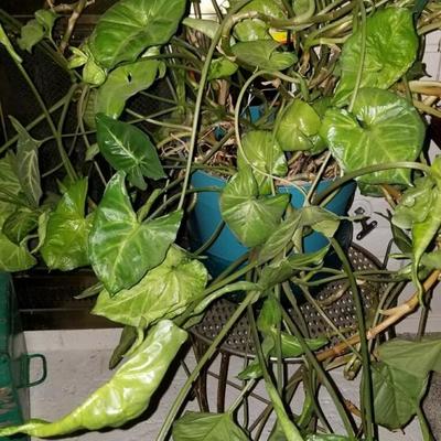 Live indoor plants 