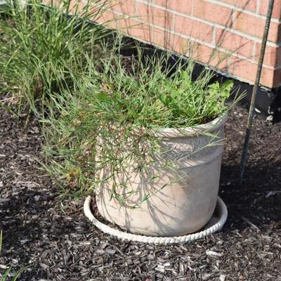 Outdoor Pot w/Plant