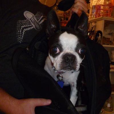 I'm not for sale I'm just cute!