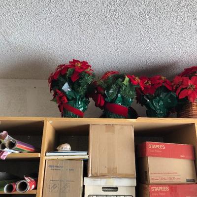 Poinsettia plants