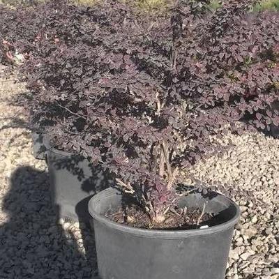 (4) Rosy Glow Barberry 3 Gallon Container