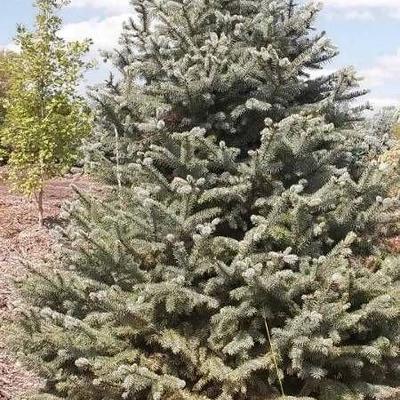 (2) Colorado Blue Spruce 8'