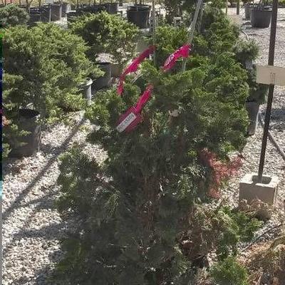 (2) Compact Hinoki Cypress 2 foot shrub