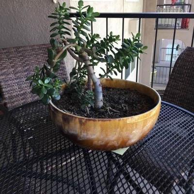 Gorgeous Bowl with Succulent