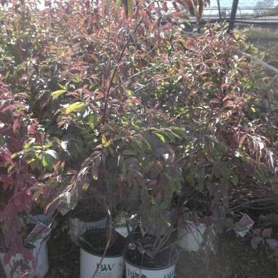 3 Red Rover Silky Dogwood 3 gallon