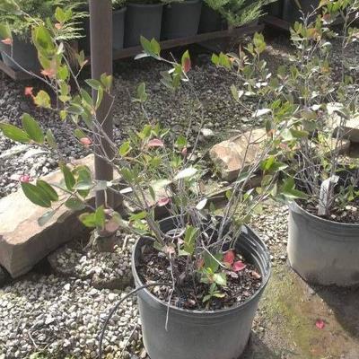 3 Black Chokeberry 24 shrub in container