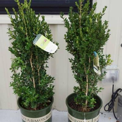 (qty.) Green Tower Boxwood - Premium Landscapin ...