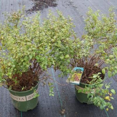 2 (qty.) Goldenflame Spirea - Premium Landscaping ....