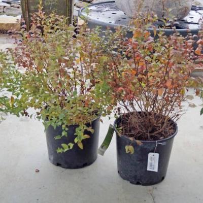 2 (qty.) Goldenflame Spirea - Premium Landscaping ...
