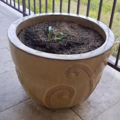 $100 large pot with dirt