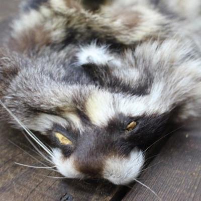 Raccoon Skin