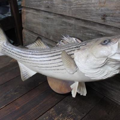 Striper