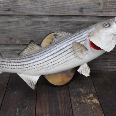 Striper