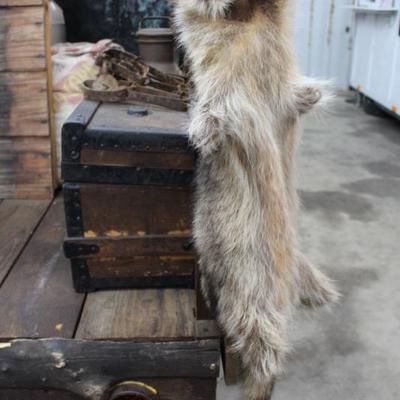 Raccoon Skin