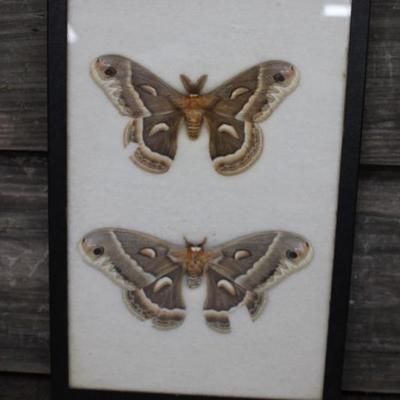 Cecopia Moths