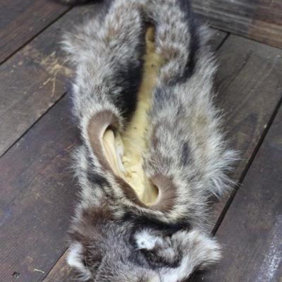 Raccoon Skin
