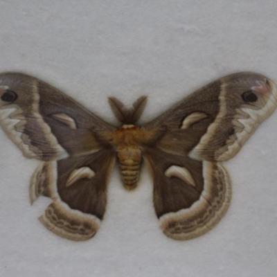 Cecopia Moths