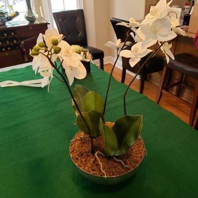 Tabletop Orchid Plant