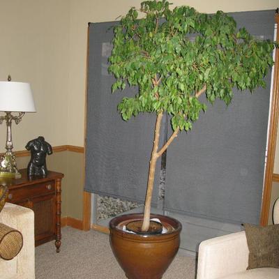 Ficus tree in pot   BUT IT NOW $ 65.00