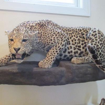 African Leopard mount (BID ITEM)