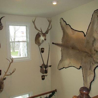 More taxidermy