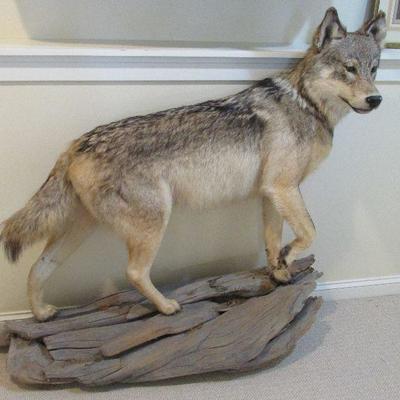 Timber wolf mount (BID ITEM)