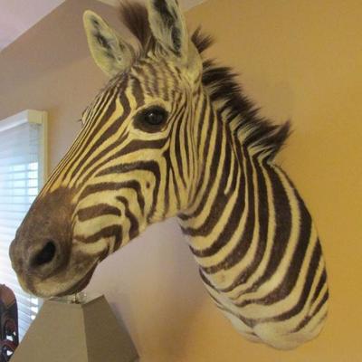 African Zebra mount (BID ITEM)