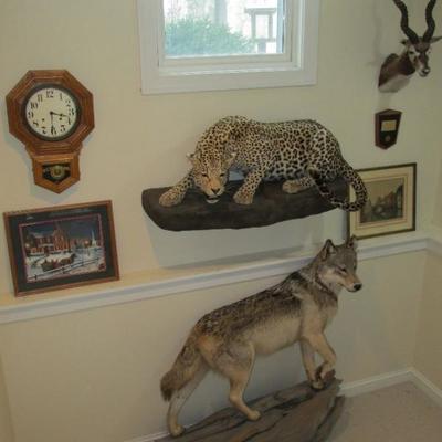Museum quality taxidermy