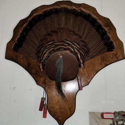 Turkey Feather display