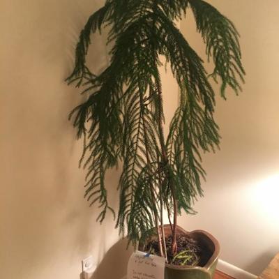 5 ft norfolk pine tree with planter.