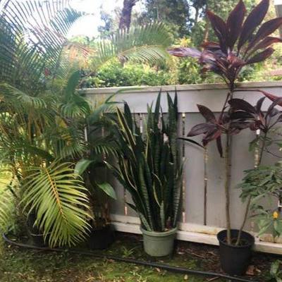KET040 Four Potted Plants - Ti Leaf, Heliconia, More