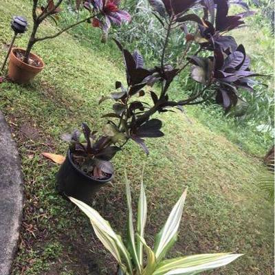 KET047 Three Potted Plants - Croton & Dracaena