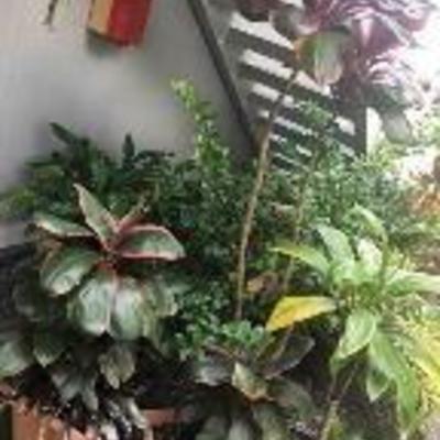 KET045 Four Beautiful Potted Plants - Ti Leaf, More