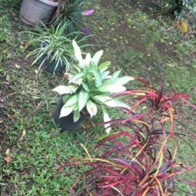 KET048 Four Potted Plants - Colorama, Bromeliads, More