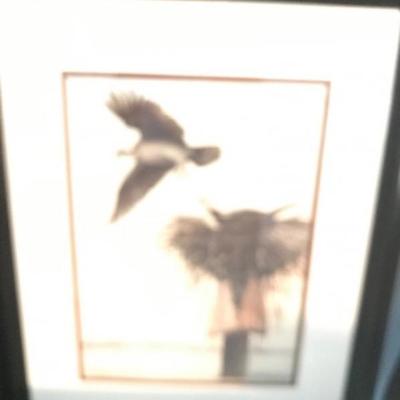 Birds $24