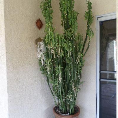 6' tall cacti in pot