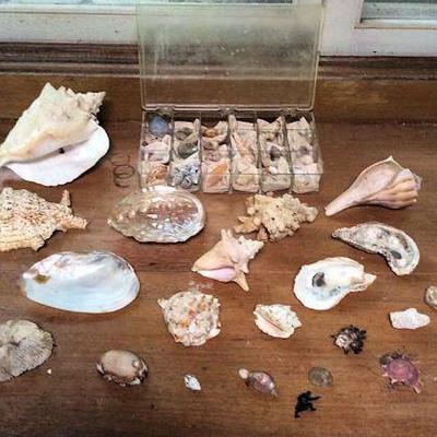 MVF058 Gorgeous Collectible Sea Shells
