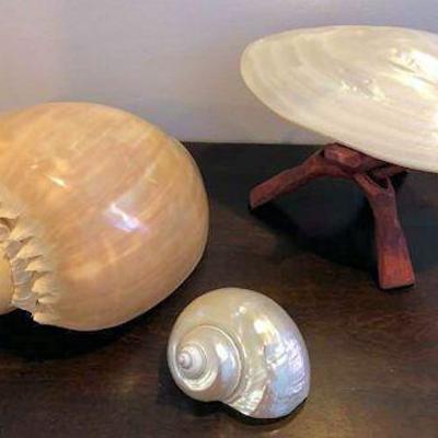 NRF017 Three Beautiful Sea Shells
