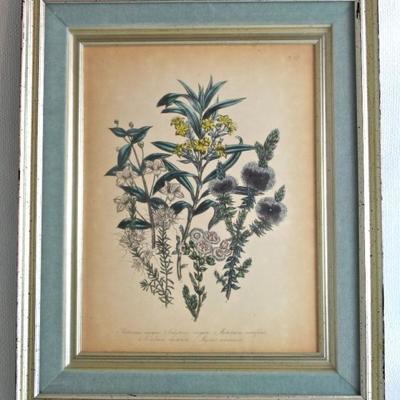 hand-colored botanical lithograph by Jane Louden, published 1840, 