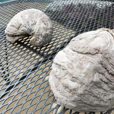 Exogyra. $18/each large. $7.50/each small.