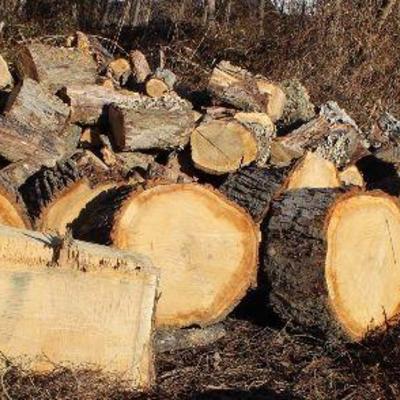  Pile of LARGE Oak Logs ready to be REPURPOSED

 Great for Fire Pit Seats, Fire Wood, Yard Decorations, Table Bases or Benches â€“...
