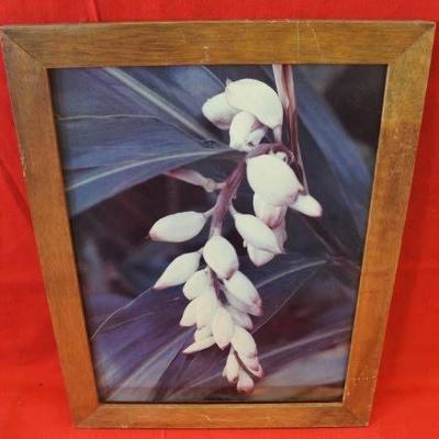 Unbloomed White Flower Bulbs - Wooden Frame