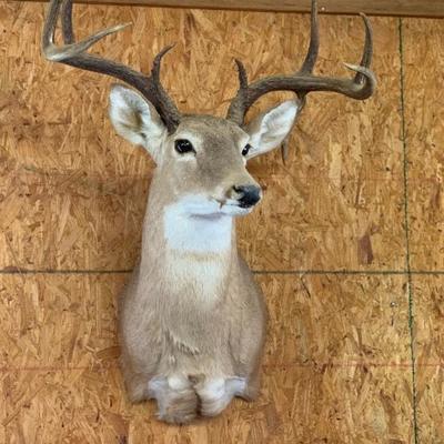 8 pt whitetail deer mount