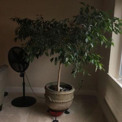 This is a real plant (not faux) Ficus Tree Plant