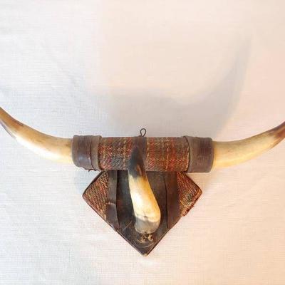 Mounted Steer Bull Horns Dated 1947